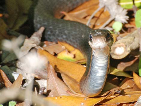 Black Racer (Coluber constrictor)