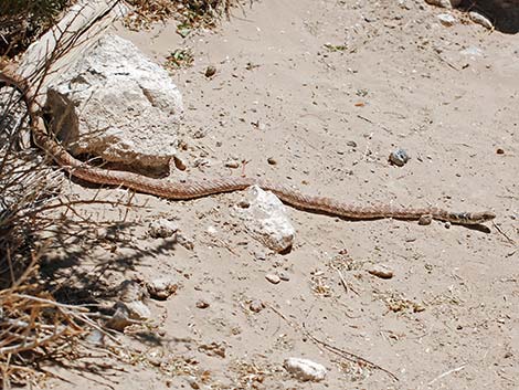 Coachwhip (Masticophis flagellum)