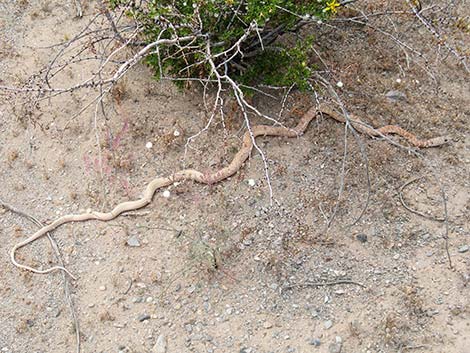 Coachwhip (Masticophis flagellum)