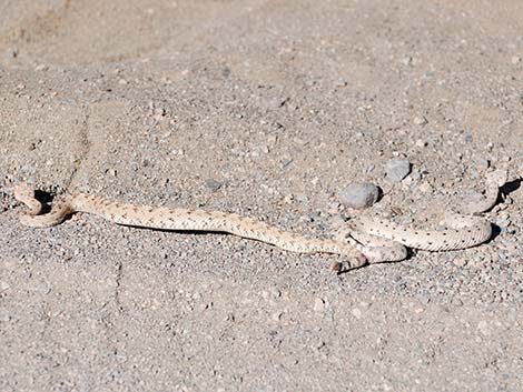 Sidewinder (Crotalus cerastes)