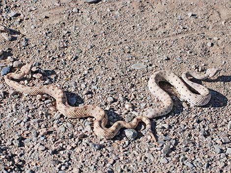 Sidewinder (Crotalus cerastes)