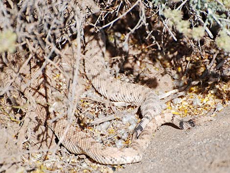 Sidewinder (Crotalus cerastes)