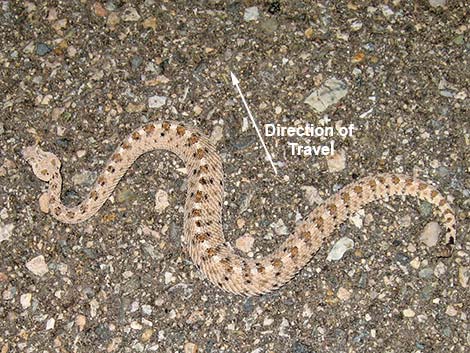 Sidewinder (Crotalus cerastes)