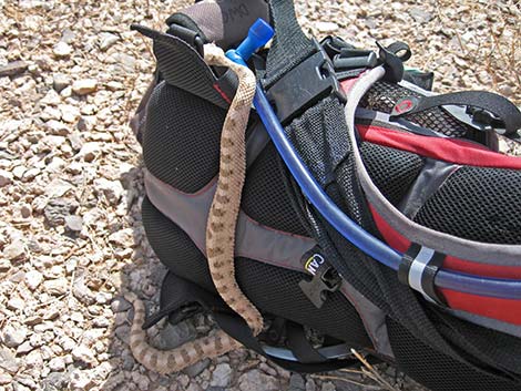 Sidewinder (Crotalus cerastes)