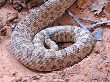 Midget Faded Rattlesnake (Crotalus viridus concolor)