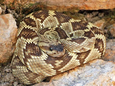 Black-tailed Rattlesnake (Crotalus molossus)