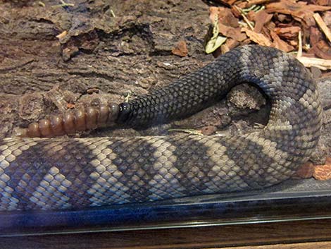 Black-tailed Rattlesnake (Crotalus molossus)