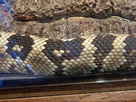 Black-tailed Rattlesnake (Crotalus molossus)