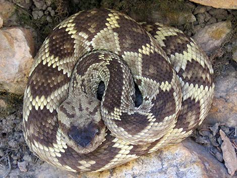 Black-tailed Rattlesnake (Crotalus molossus)