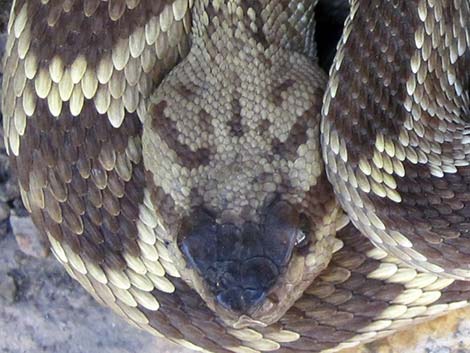 Black-tailed Rattlesnake (Crotalus molossus)