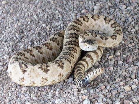 Crotalus oreganus