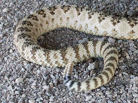 Great Basin Rattlesnake (Crotalus oreganus lutosus)