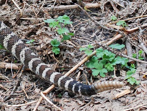 Northern Pacific Rattlesnake (Crotalus oreganus oreganus)