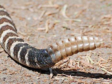 Northern Pacific Rattlesnake (Crotalus oreganus oreganus)