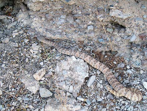 Southwestern Speckled Rattlesnake (Crotalus pyrrhus))