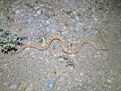 Southwestern Speckled Rattlesnake (Crotalus pyrrhus))