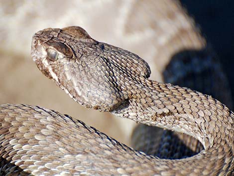 Mojave Rattlesnake (Crotalus scutulatus)