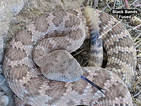 Panamint Rattlesnake (Crotalus stephensi)