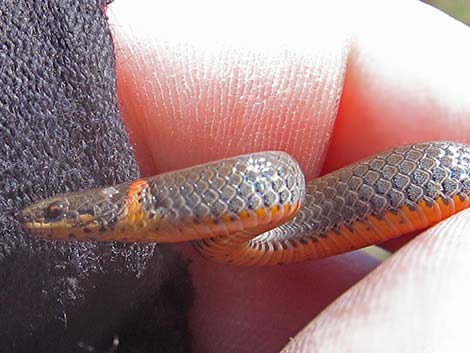 Ringneck Snake (Diadophis punctatus)