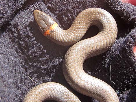 Ringneck Snake (Diadophis punctatus)