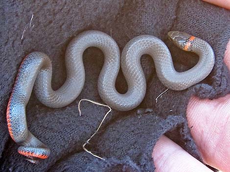 Ringneck Snake (Diadophis punctatus)