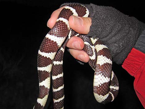 California Kingsnake (Lampropeltis californiae)