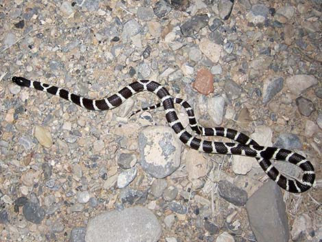 California Kingsnake (Lampropeltis californiae)