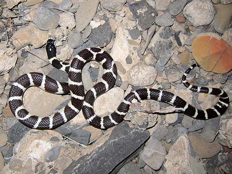 California Kingsnake (Lampropeltis californiae)