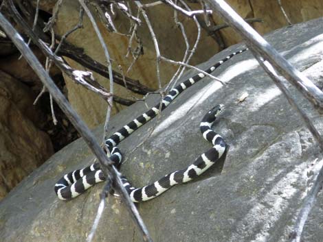 California Kingsnake (Lampropeltis californiae)