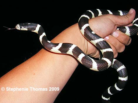 California Kingsnake (Lampropeltis californiae)