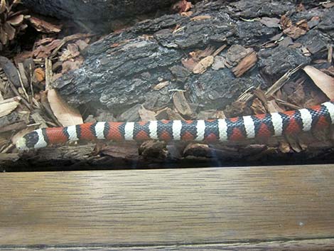 Sonoran Mountain Kingsnake (Lampropeltis pyromelana)