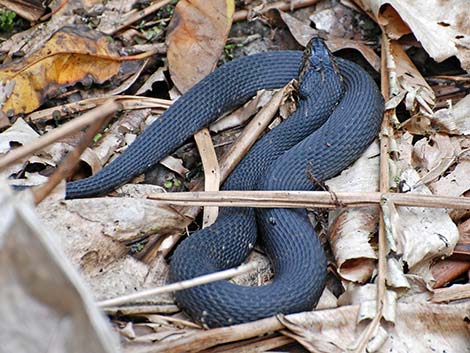 Brown Water Snake (Nerodia taxispilota)