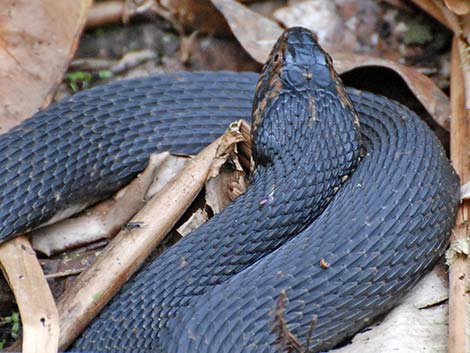 Brown Water Snake (Nerodia taxispilota)