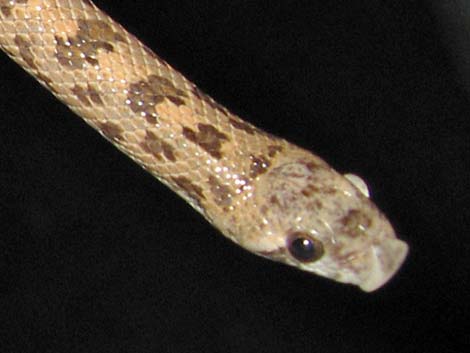 Spotted Leaf-Nosed Snake (Phyllorhynchus decurtatus)