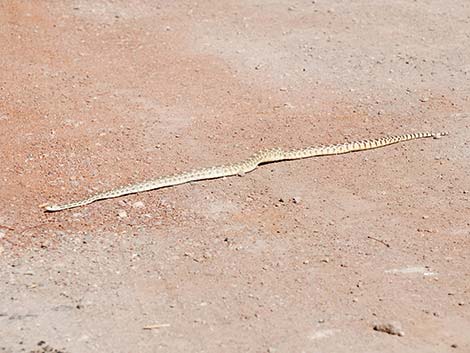 Gopher Snake (Pituophis catenifer)