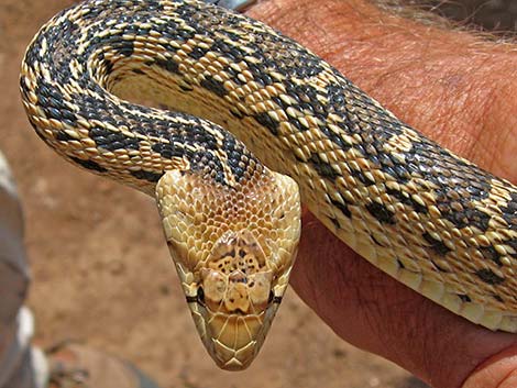 Gopher Snake (Pituophis catenifer)