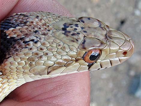 Gopher Snake (Pituophis catenifer)