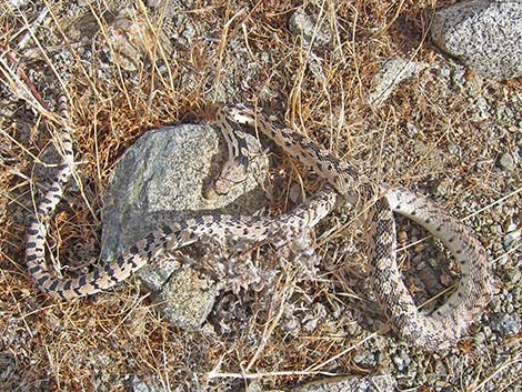 Gopher Snake (Pituophis catenifer)