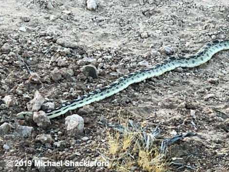 Gopher Snake (Pituophis catenifer)