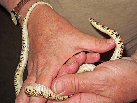 Long-nosed Snake (Rhinocheilus lecontei)