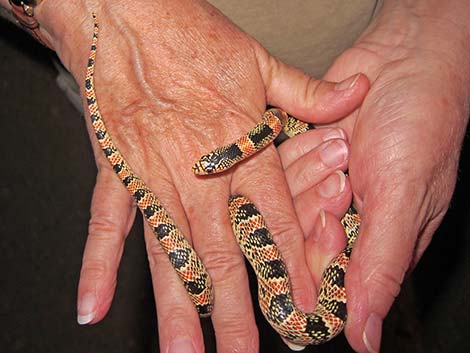 Long-nosed Snake (Rhinocheilus lecontei)