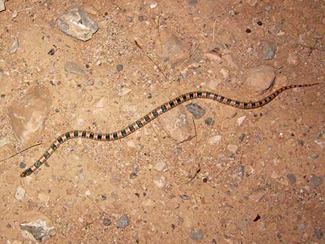 Long-nosed Snake (Rhinocheilus lecontei)