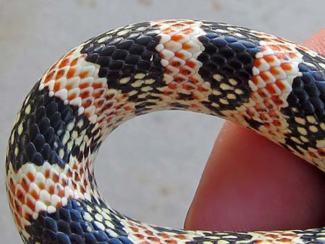 Long-nosed Snake (Rhinocheilus lecontei)