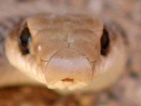 Western Patch-Nosed Snake (Salvadora hexalepis)