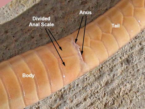 Western Patch-Nosed Snake (Salvadora hexalepis)