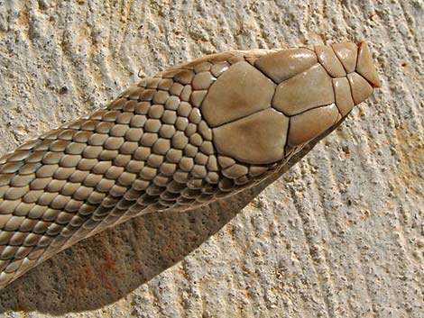 Western Patch-Nosed Snake (Salvadora hexalepis)