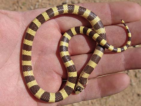 Western Groundsnake (Sonora semiannulata)