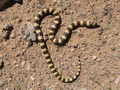 Western Groundsnake (Sonora semiannulata)