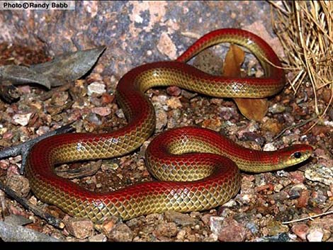 Western Groundsnake (Sonora semiannulata)