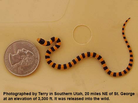 Western Groundsnake (Sonora semiannulata)